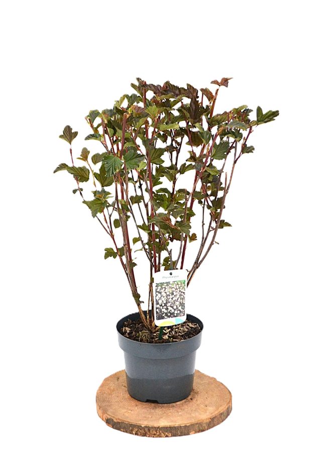 Physocarpus opulifolius Red Baron C3 - Heesterkwekerij JC Niesing compacte physocarpus