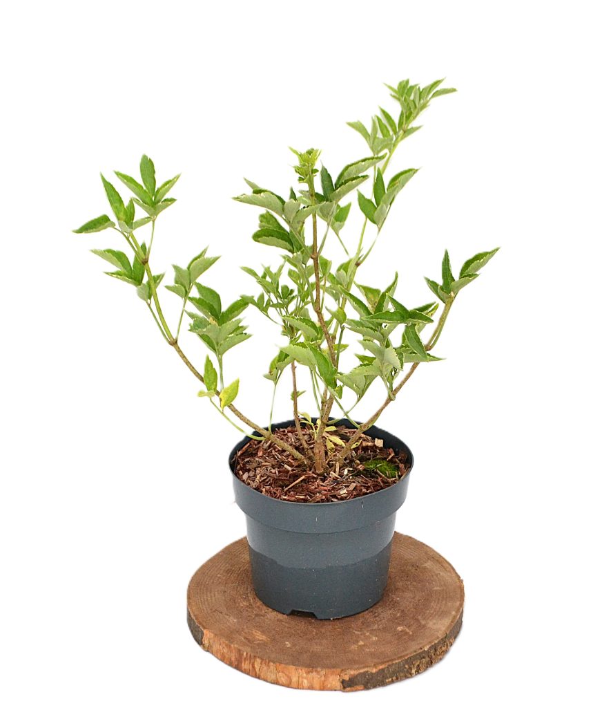 Sambucus nigra Gold Spark C3 - Heesterkwekerij JC Niesing Vlier
