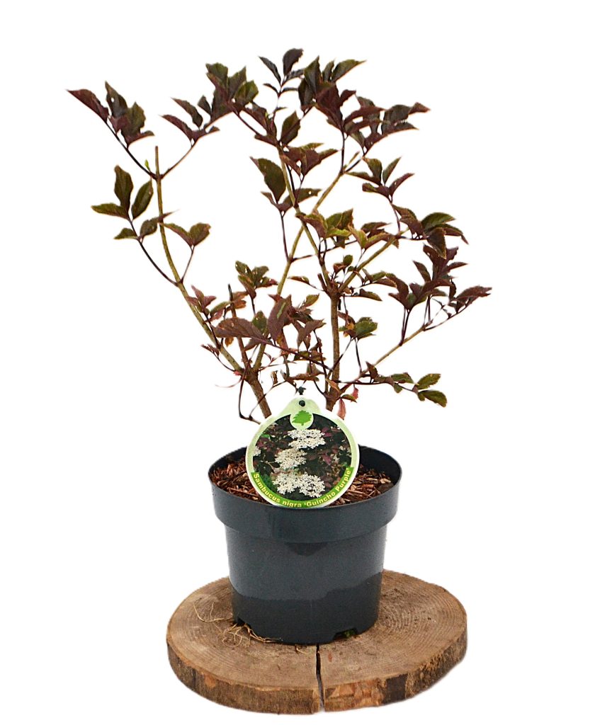 Sambucus nigra Guincho Purple C3 - Heesterkwekerij JC Niesing vlierbes