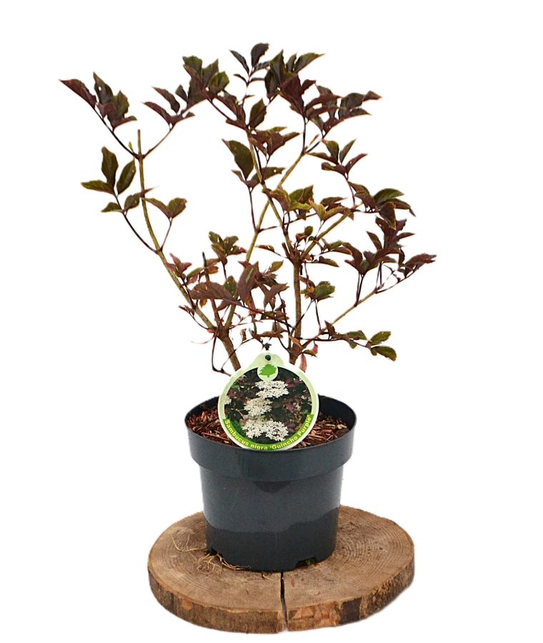 Sambucus nigra Guincho Purple C3 - Heesterkwekerij JC Niesing vlierbes