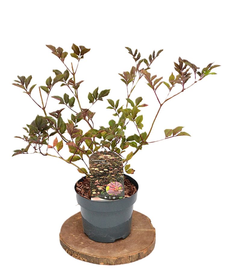 Sambucus nigra Thundercloud C3 - Heesterkwekerij JC Niesing roodbladige vlier