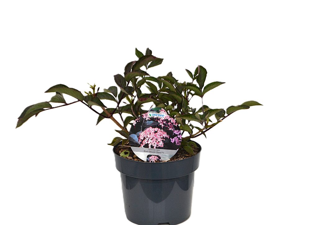 Sambucus nigra Black Beauty C3 - Heesterkwekerij JC Niesing Vlierbes