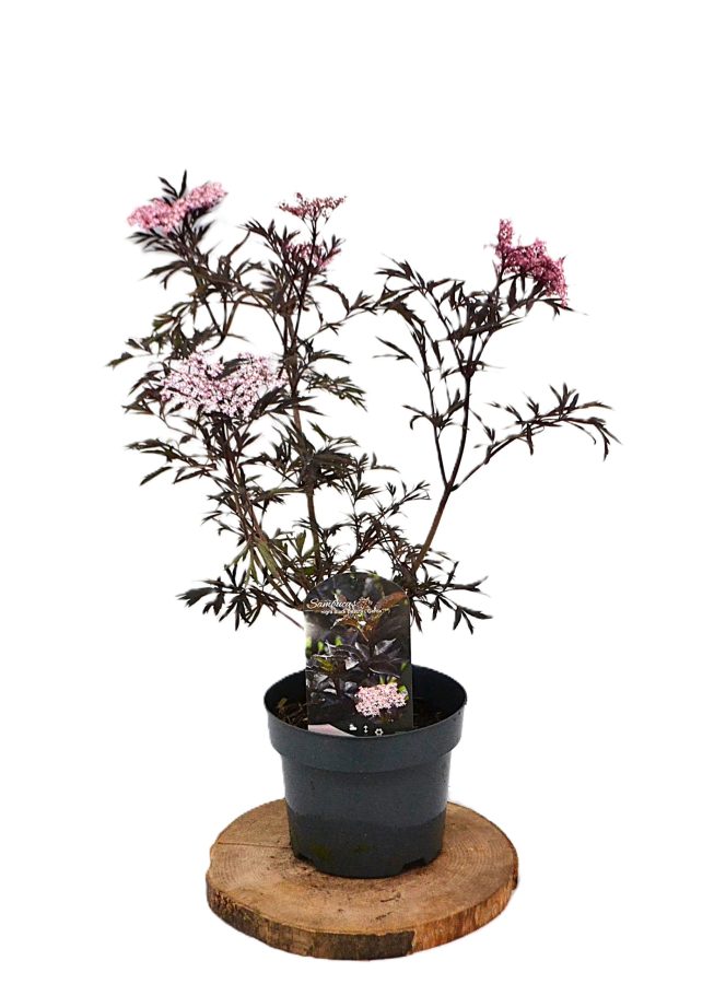 Sambucus nigra Black Lace C3 - Heesterkwekerij JC Niesing Vlierbes