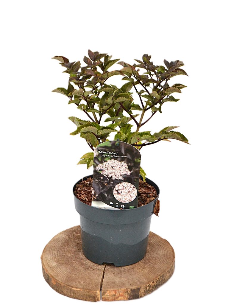 Sambucus nigra Black Tower C3 - Heesterkwekerij JC Niesing Vlierbes