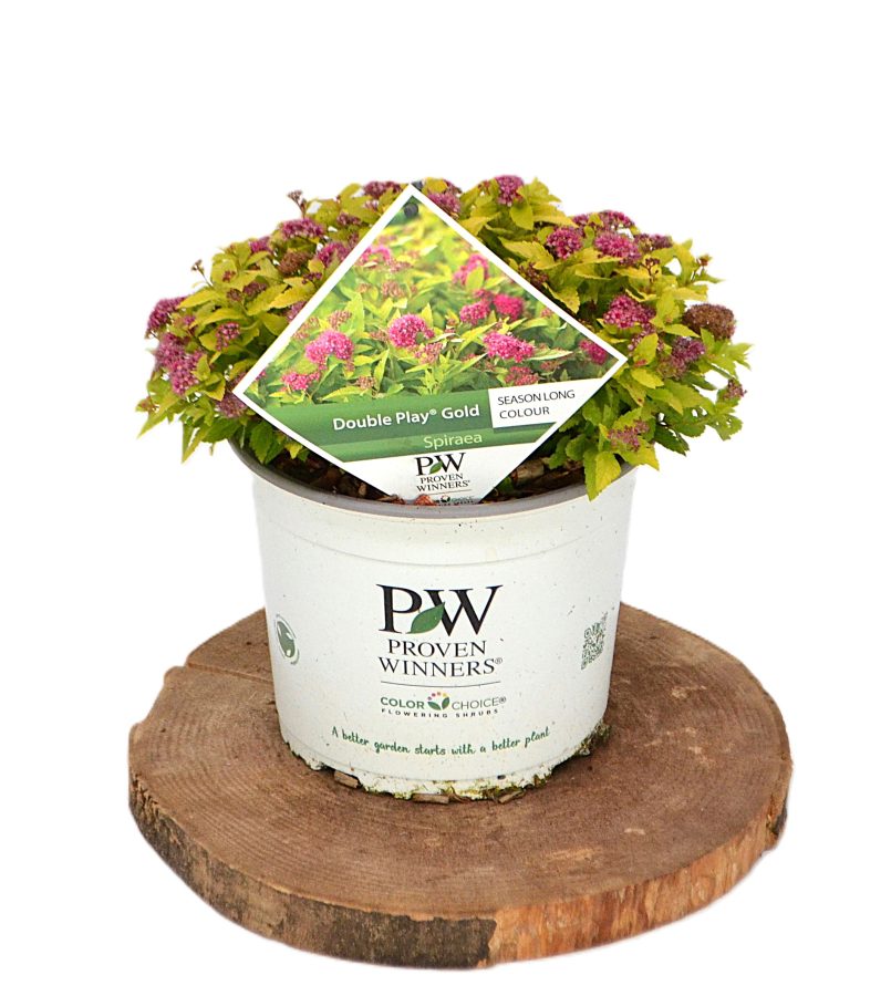 Spiraea Double Play Gold C3 - Heesterkwekerij JC Niesing geelgroene Spierstruik