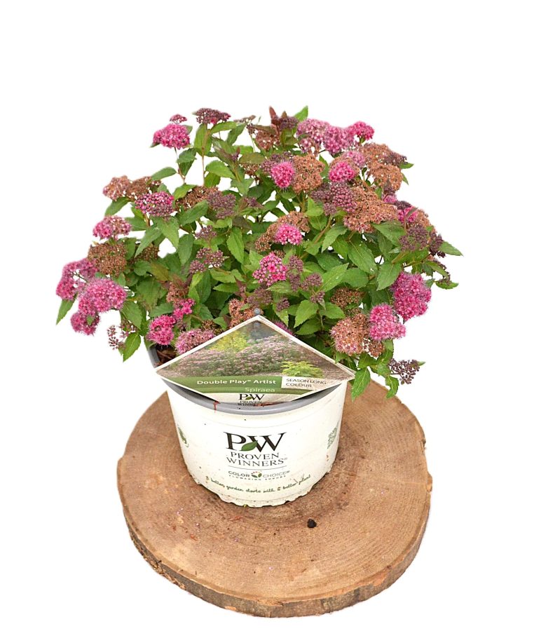 Spiraea Double Play Artist C3 - Heesterkwekerij JC Niesing roze spierstruik