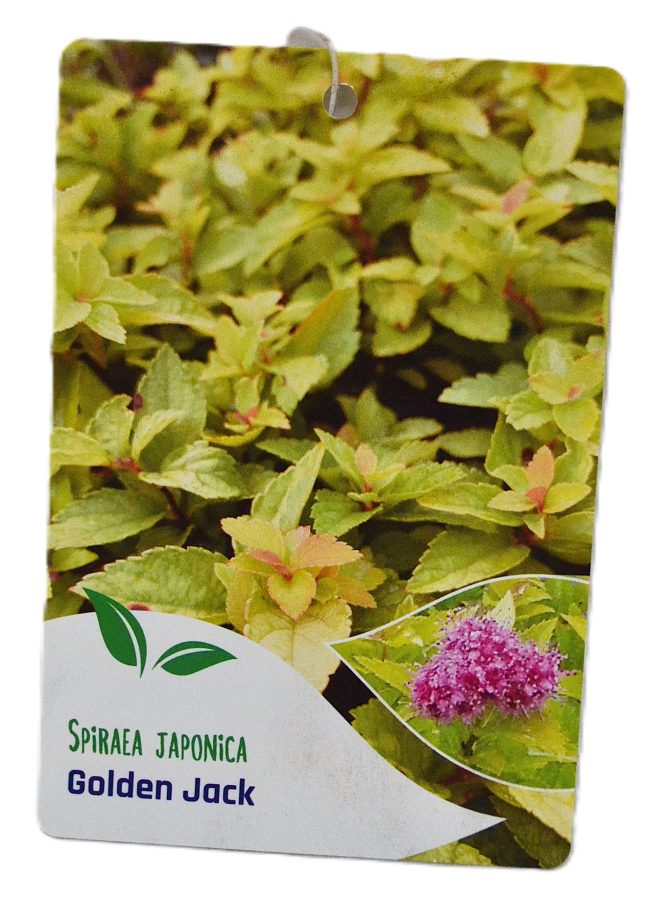 Spiraea japonica Golden Jack etiket