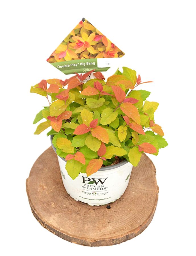 Spiraea Double Play Big Bang C3 - Heesterkwekerij JC Niesing Spierstruik met kleurexplosie