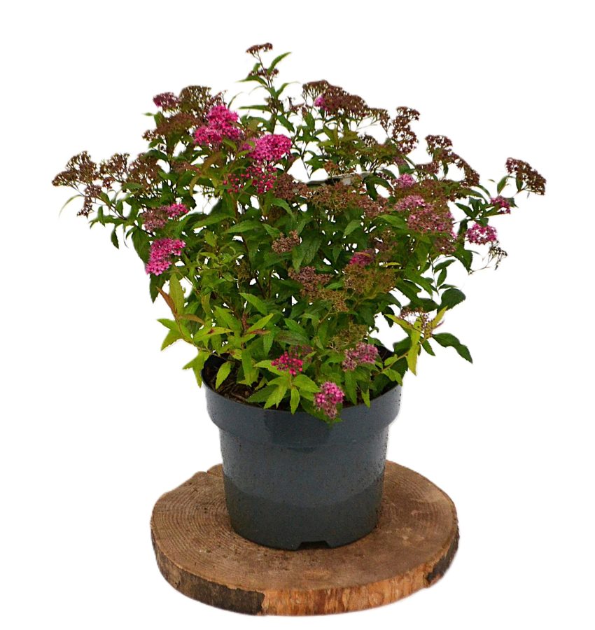 Spiraea japonica Anthony Waterer C3 - Heesterkwekerij JC Niesing donkerroze spierstruik