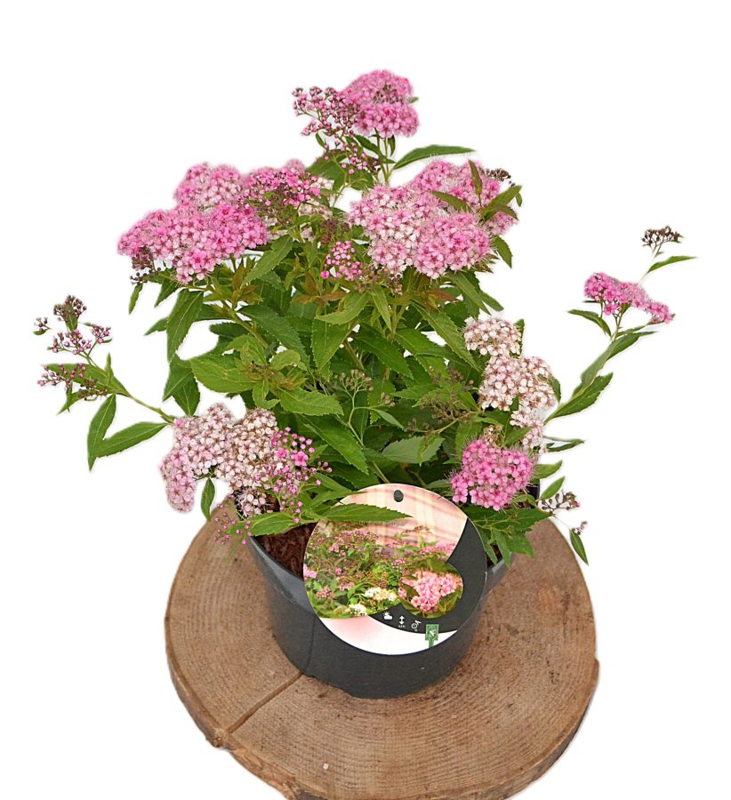 Spiraea japonica Genpei C3 - Heesterkwekerij JC Niesing tweekleurige spierstruik
