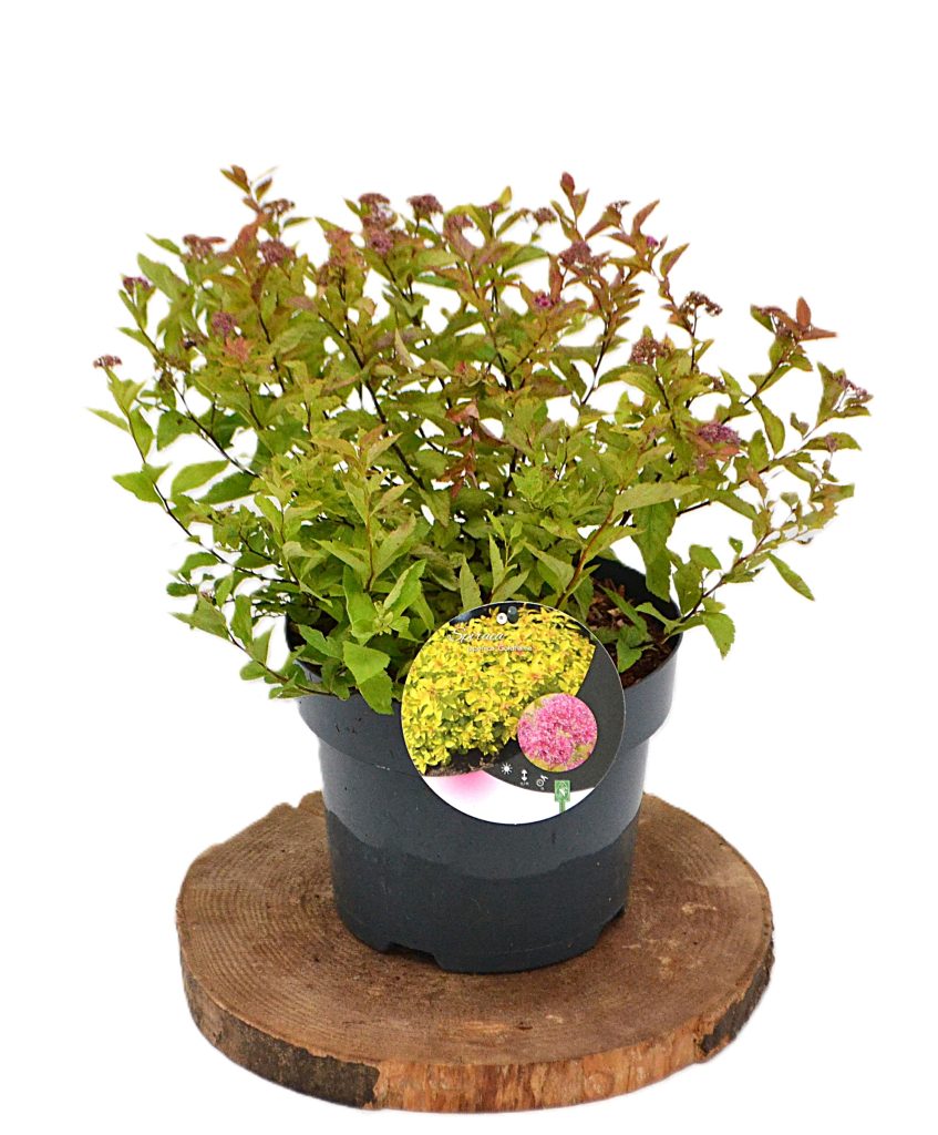 Spiraea japonica Goldflame C3 - Heesterkwekerij JC Niesing Japanse spiraea
