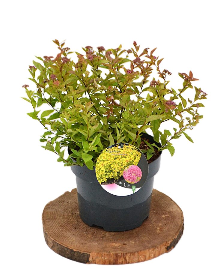 Spiraea japonica Goldflame C3 - Heesterkwekerij JC Niesing Japanse spiraea