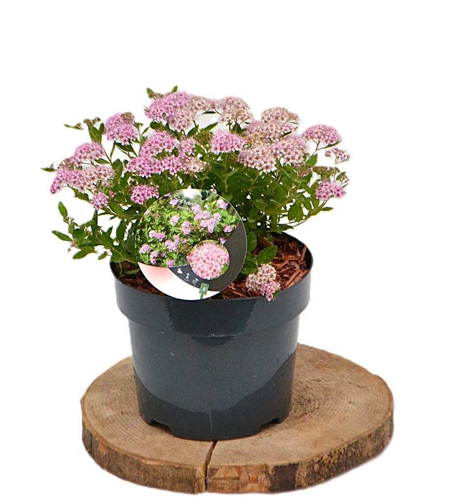 Spiraea japonica Little Princess C3 - Heesterkwekerij JC Niesing compacte spierstruik