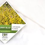 Caryopteris Sunny Blue PW etiket