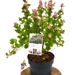 Symphoricarpos Symphony Rave C3 - Heesterkwekerij JC Niesing bessen in najaar