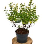 Symphoricarpos Symphony Rock C3 - Heesterkwekerij JC Niesing witte bes