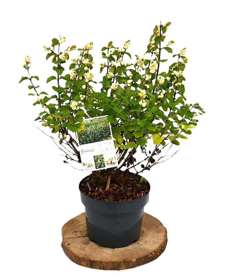 Symphoricarpos Symphony Rock C3 - Heesterkwekerij JC Niesing witte bes