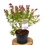 Symphoricarpos Symphony Rumble C3 - Heesterkwekerij JC Niesing roze bes