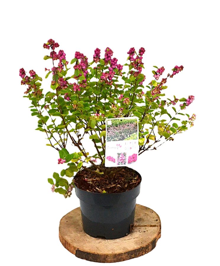 Symphoricarpos Symphony Rumble C3 - Heesterkwekerij JC Niesing roze bes