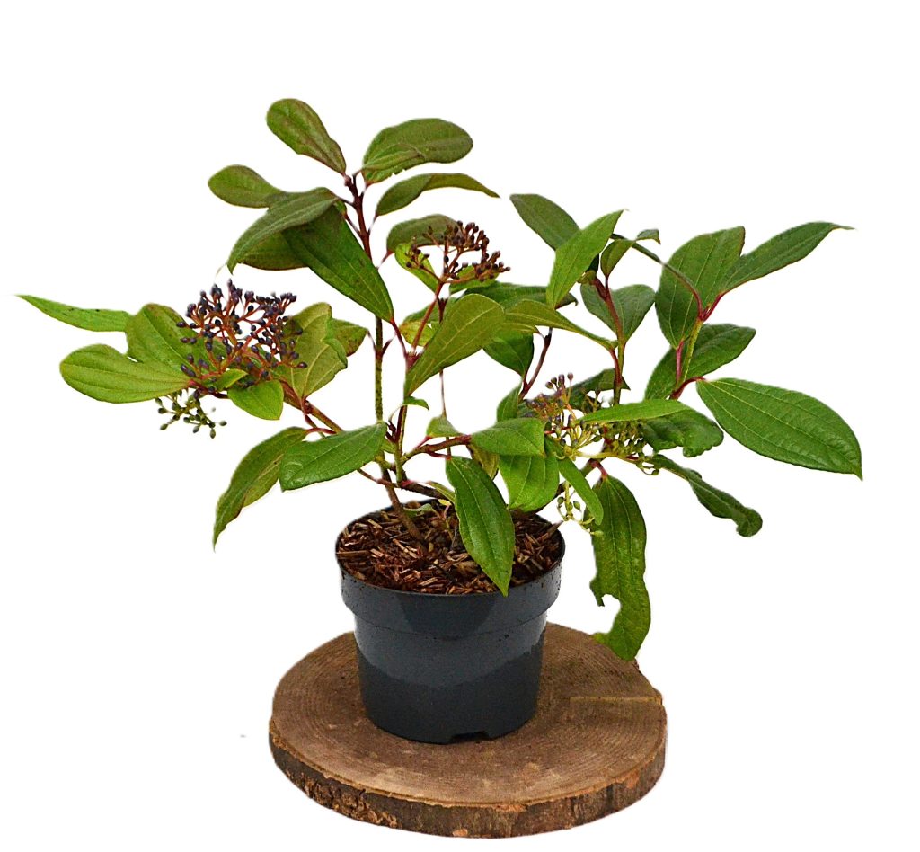 Viburnum Daviddi C2 - Heesterkwekerij JC Niesing grondbedekker