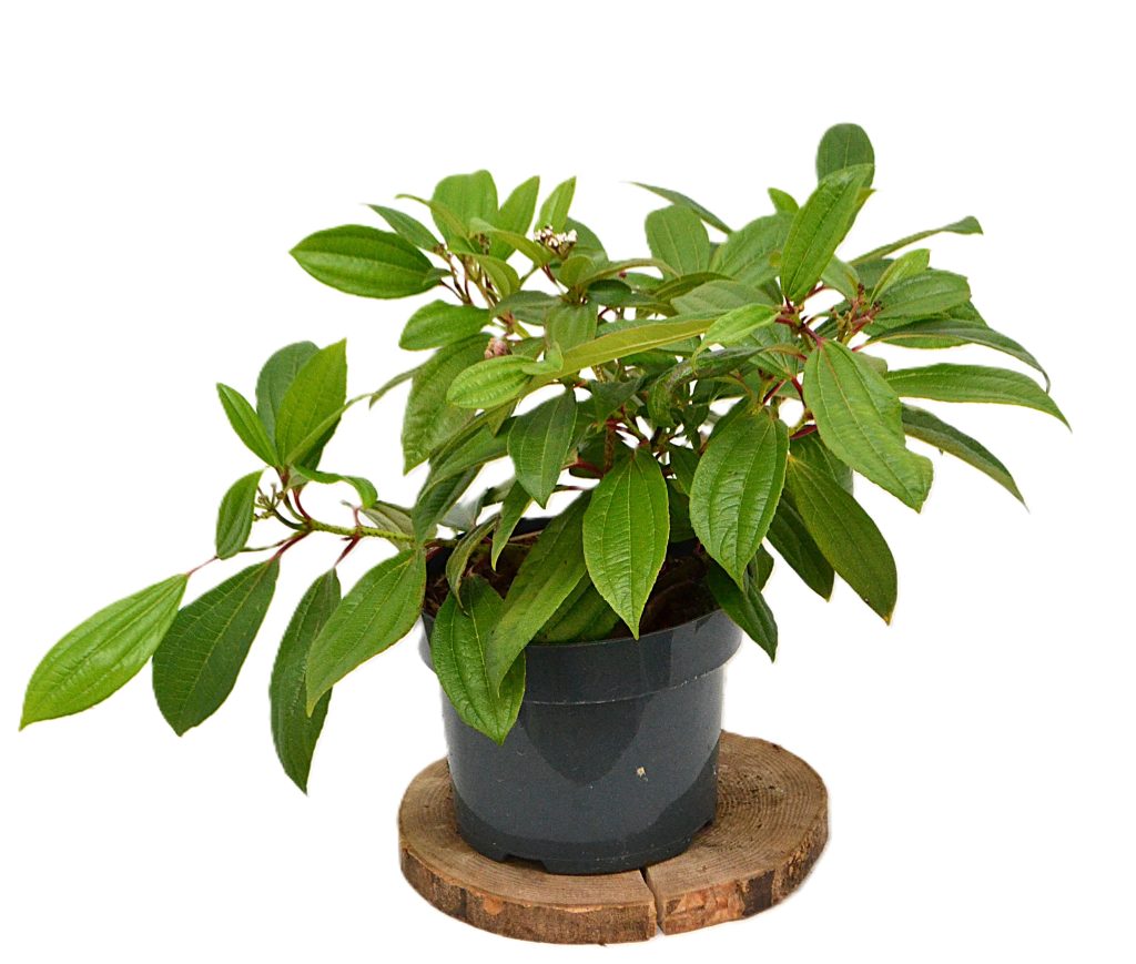 Viburnum Daviddi C5 - Heesterkwekerij JC Niesing grondbedekker