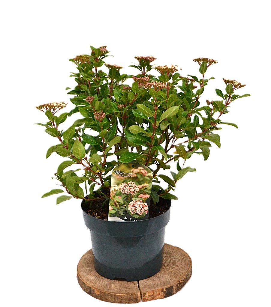 Viburnum tinus Eve Price C5 - Heesterkwekerij JC Niesing wintergroene heester sneeuwbal