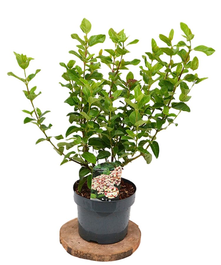 Viburnum tinus Lisarosa C5 - Heesterkwekerij JC Niesing wintergroene heester sneeuwbal