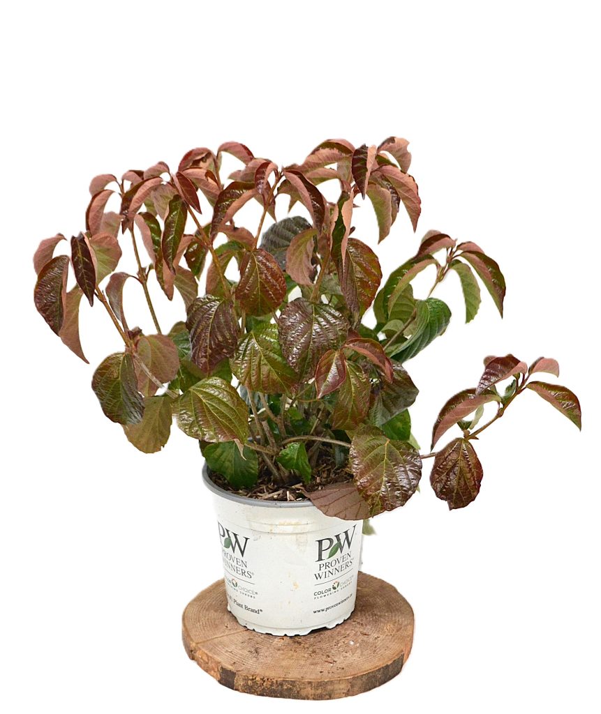 Viburnum Shiny Dancer C5 - Heesterkwekerij JC Niesing compacte viburnum glanzend blad