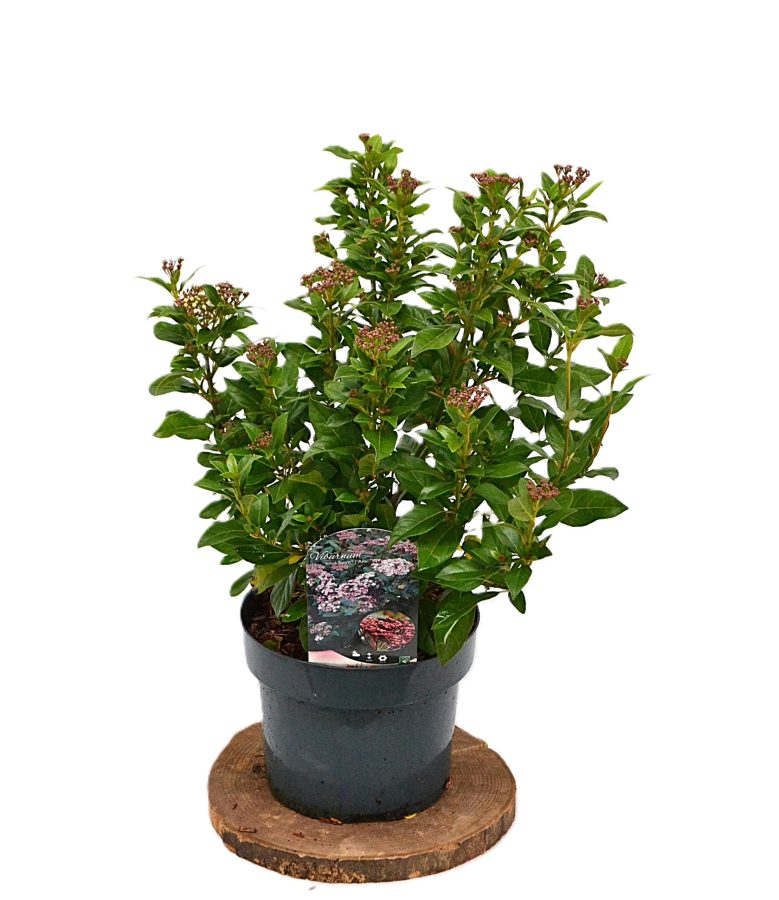 Viburnum tinus Spirit C5 - Heesterkwekerij JC Niesing sneeuwbal wintergroene langbloeiende viburnum