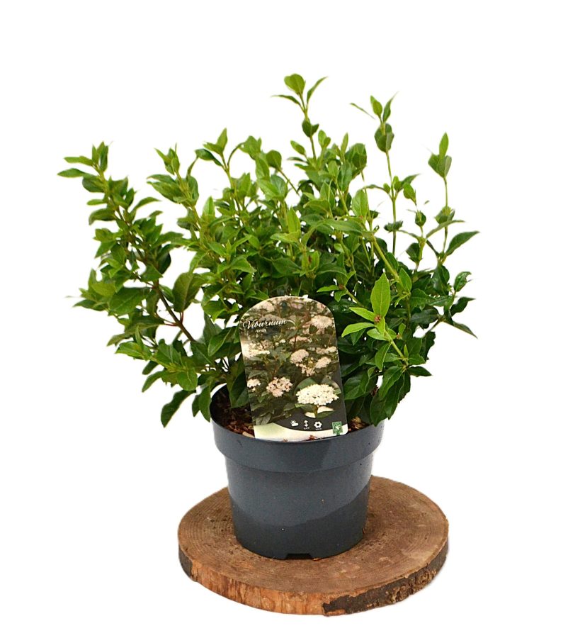 Viburnum Tinus C3 - Heesterkwekerij JC Niesing