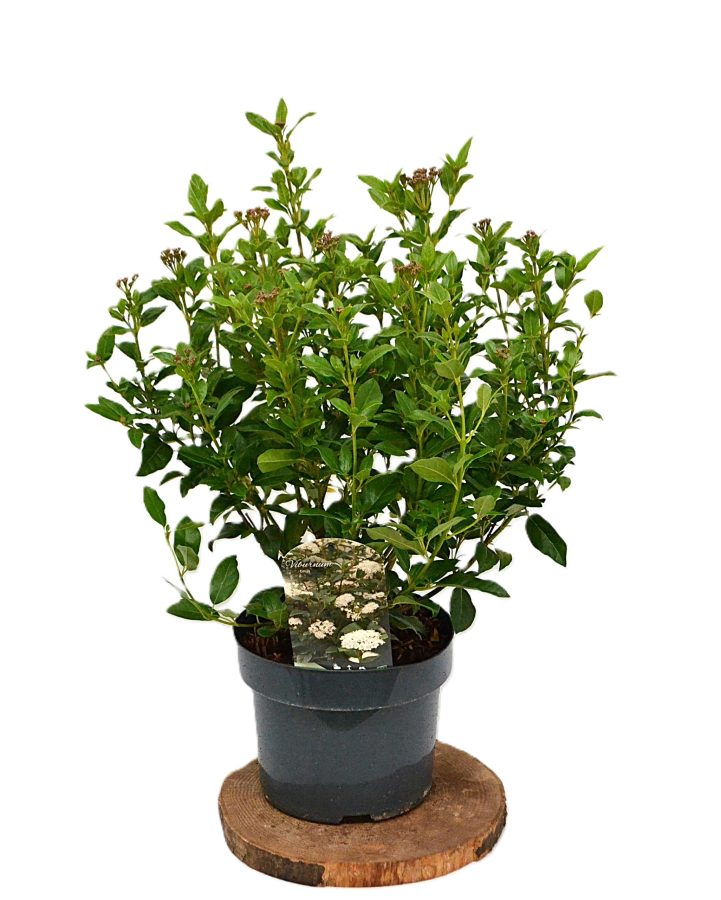 Viburnum Tinus C5 - Heesterkwekerij JC Niesing wintergroene heester