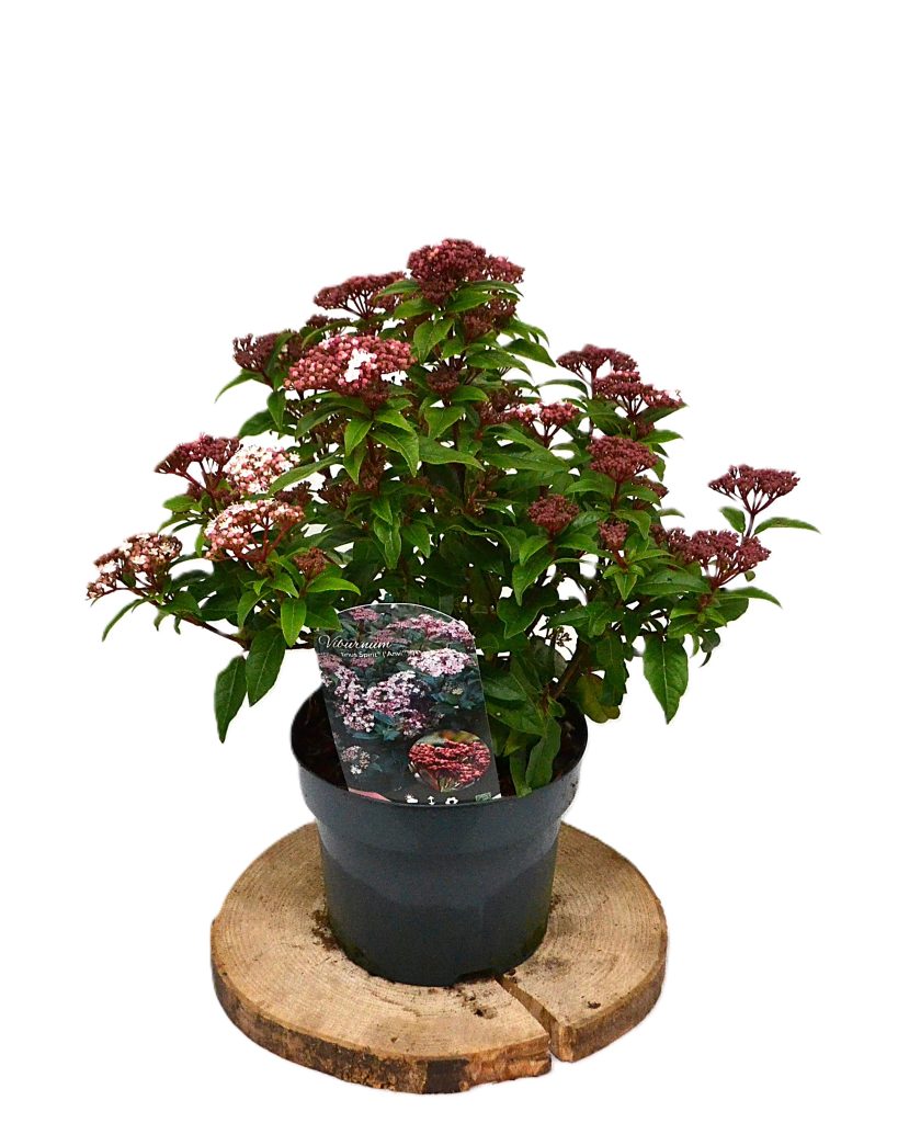 Viburnum tinus Spirit C3 - Heesterkwekerij JC Niesing lange bloeiperiode sneeuwbal