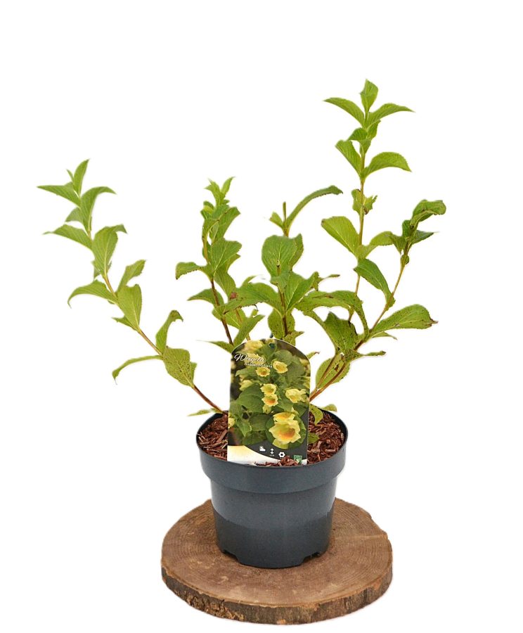 Weigela Middendorffiana C3 - Heesterkwekerij JC Niesing gele bloem
