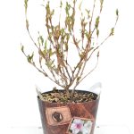 Weigela Nana Variegata met potcover