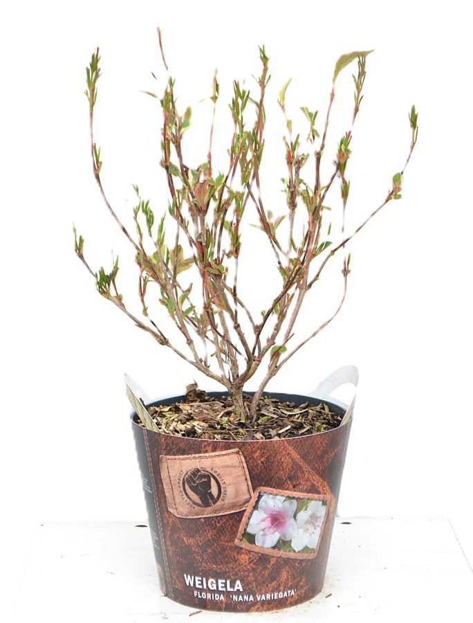 Weigela Nana Variegata met potcover