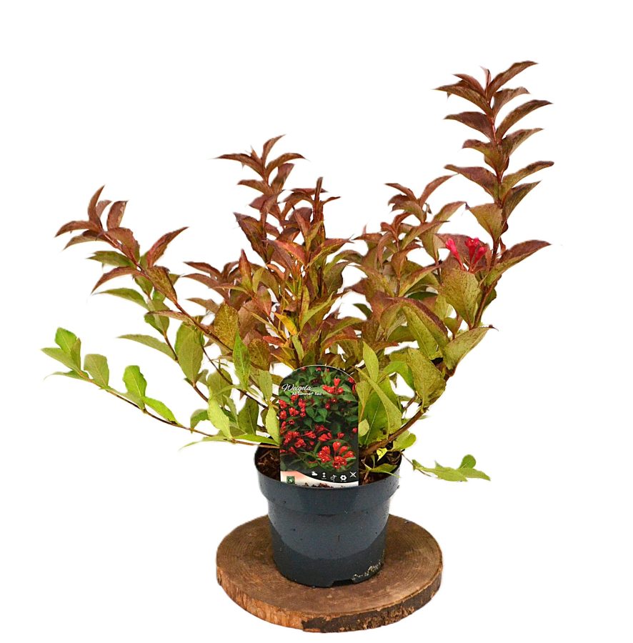 Weigela All Summer Red C3 - Heesterkwekerij JC Niesing felrode bloem herbloeier
