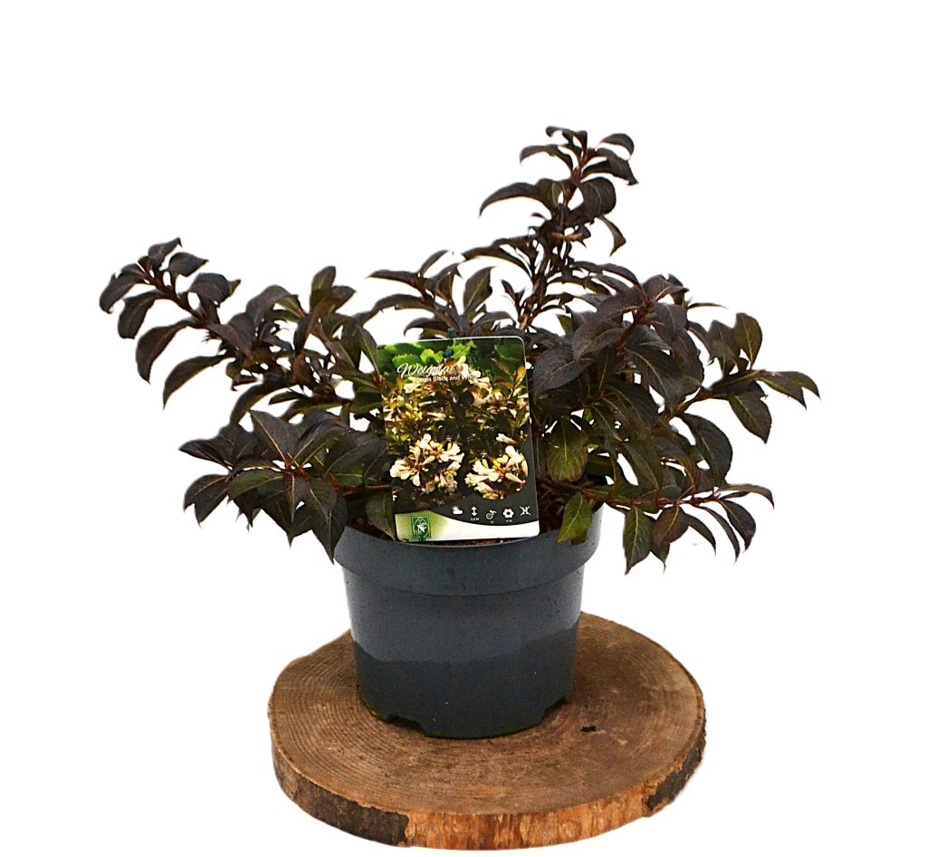 Weigela Black and White C3 - Heesterkwekerij JC Niesing zwart blad witte bloem