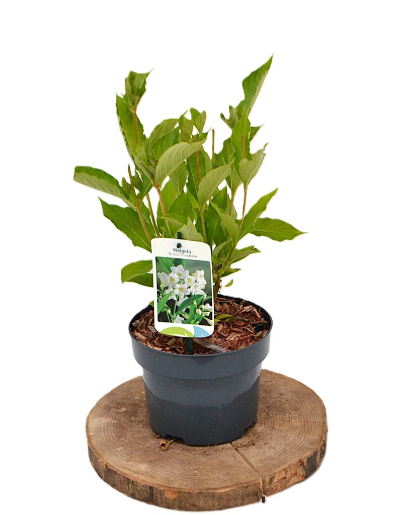 Weigela Bristol Snowflake C2 - Heesterkwekerij JC Niesing witte tyrompetbloem lentebloei