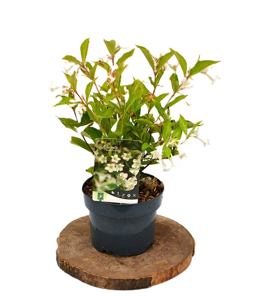 Weigela Bristol Snowflake C3 - Heesterkwekerij JC Niesing witte trompetbloem
