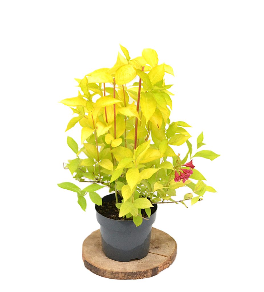 Weigela Jeans Gold C3 - Heesterkwekerij JC Niesing roze bloem geel blad