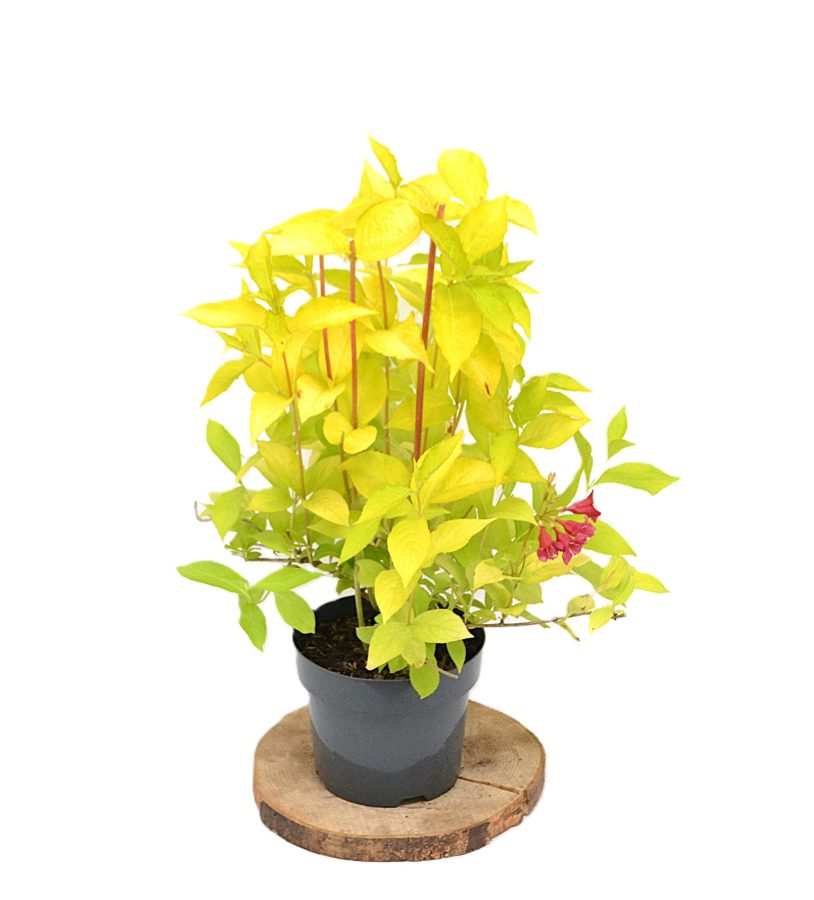 Weigela Jeans Gold C3 - Heesterkwekerij JC Niesing roze bloem geel blad