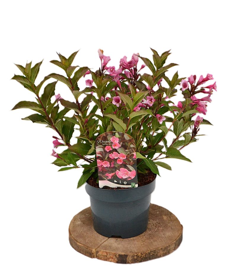 Weigela Minuet C3 - Heesterkwekerij JC Niesing roze trompetbloemen lentebloei