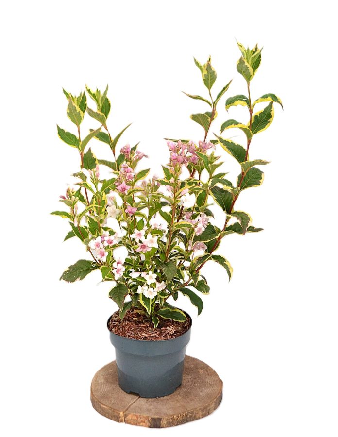 Weigela Nana Variegata C3 - Heesterkwekerij JC Niesing bont blad