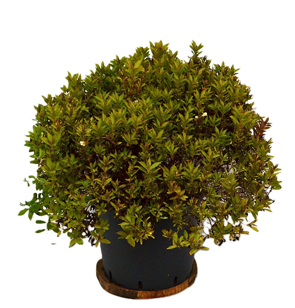 Weigela Picobella Bianco C12 - Heesterkwekerij JC Niesing