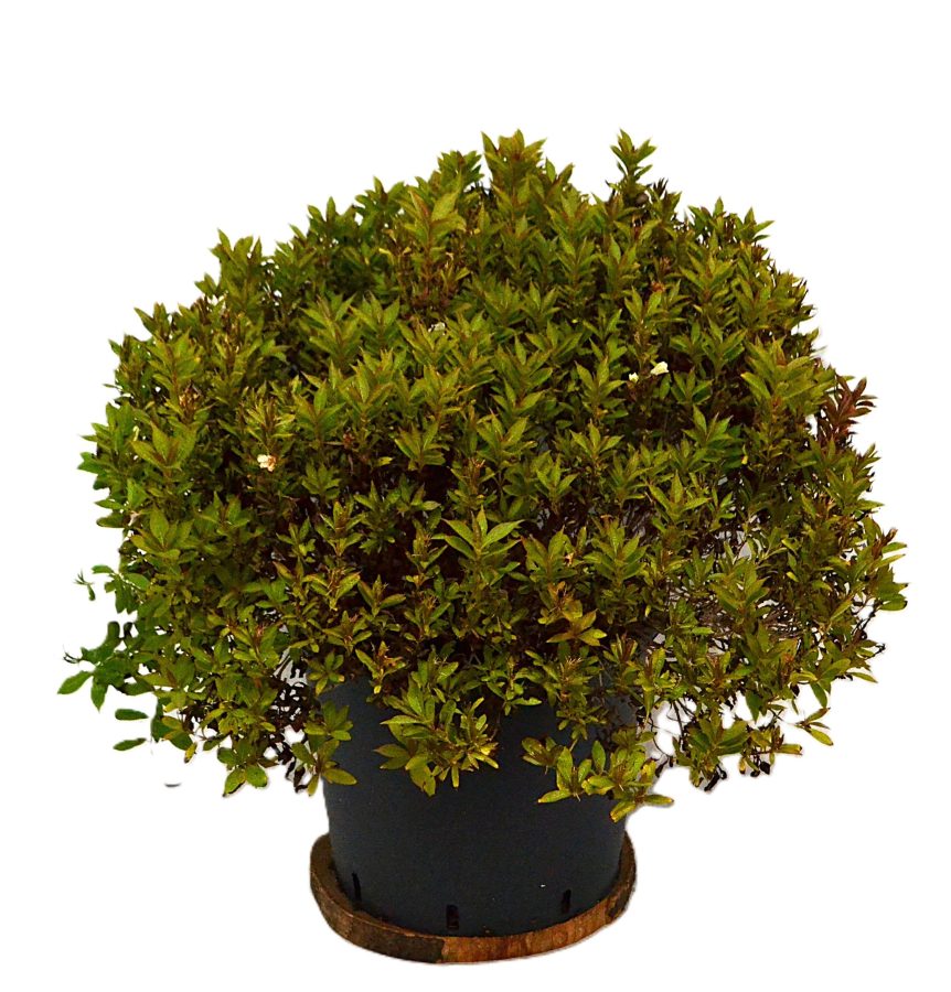 Weigela Picobella Bianco C12 - Heesterkwekerij JC Niesing