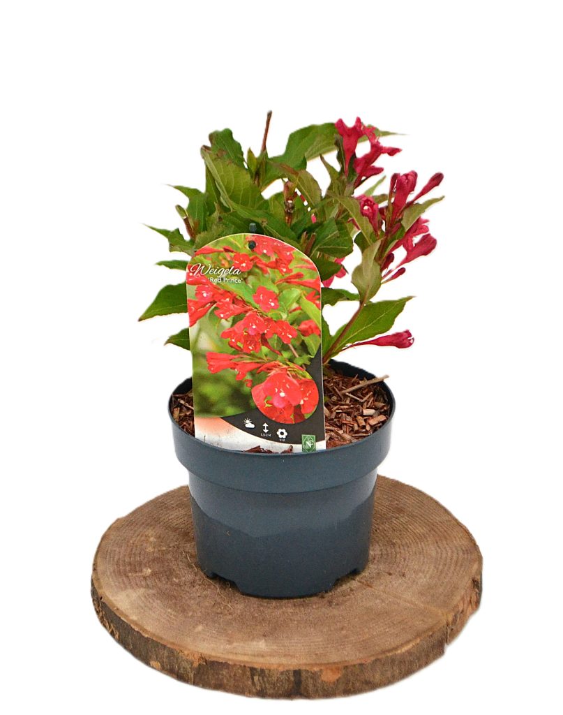 Weigela Red Prince C2 - Heesterkwekerij JC Niesing lentebloei rode trompetbloem