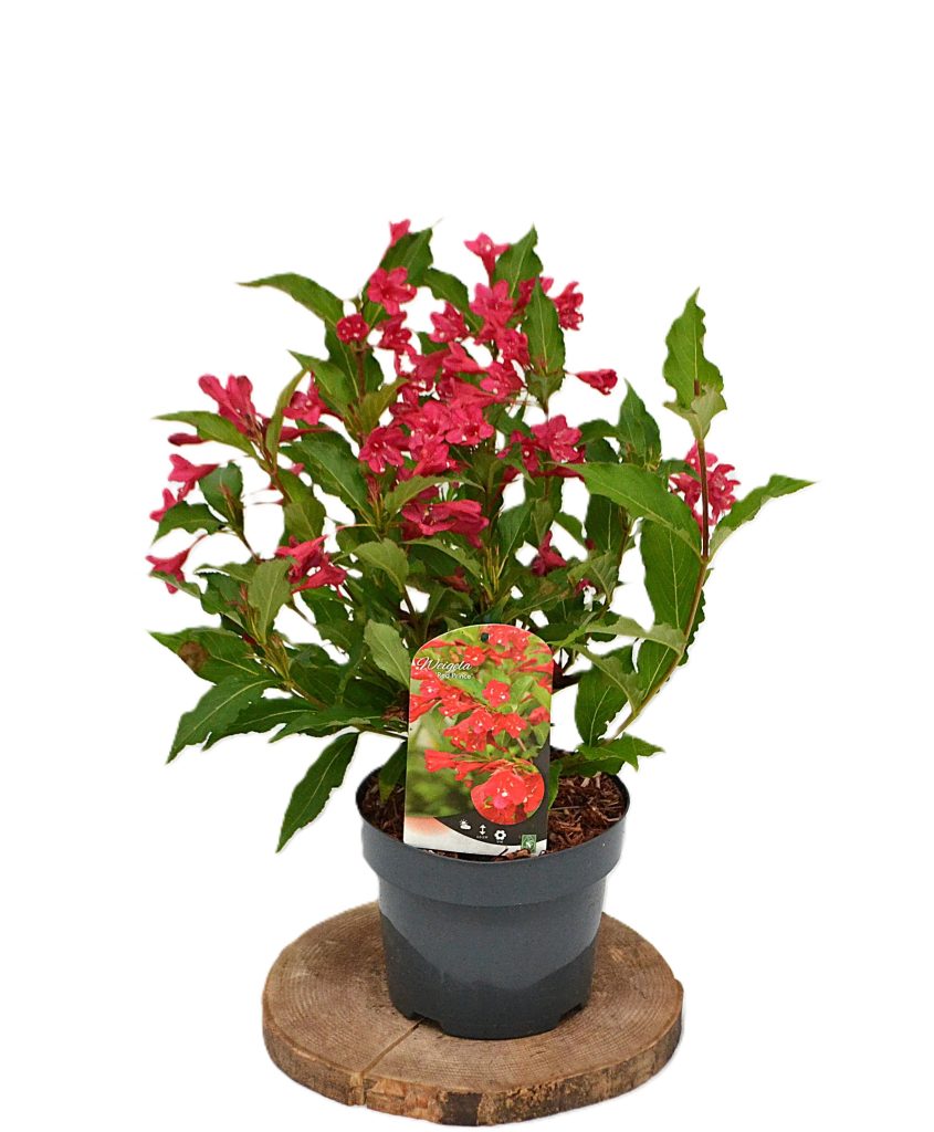 Weigela Red Prince C3 - Heesterkwekerij JC Niesing rode trompetbloem lentebloei