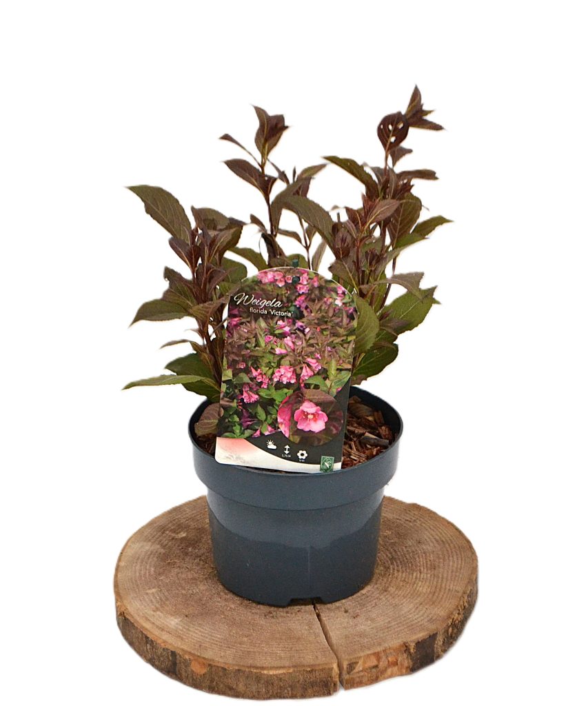 Weigela florida Victoria C2 - Heesterkwekerij JC Niesing roze trompetbloem