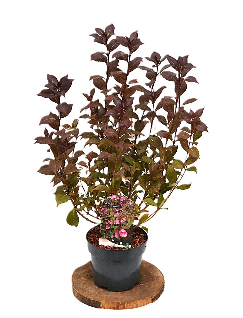 Weigela florida Victoria C3 - Heesterkwekerij JC Niesing roze trompetbloem lentebloei