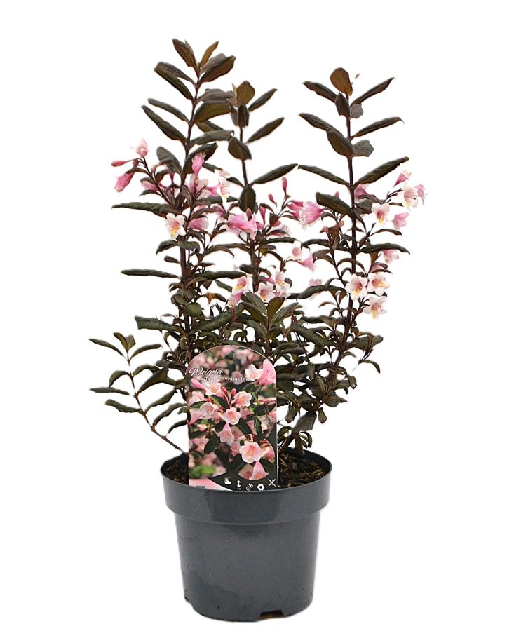 Weigela Vintage Love C3 - Heesterkwekerij JC Niesing veel lichtroze bloemen zomerbloei